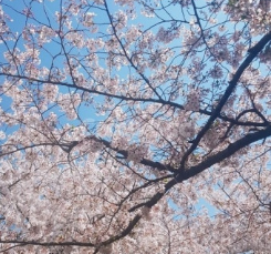 벚꽃 사진