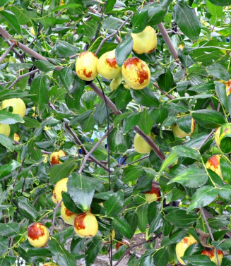 사과대추 칼로리&amp;#44; 수확시기&amp;#44; 보관법