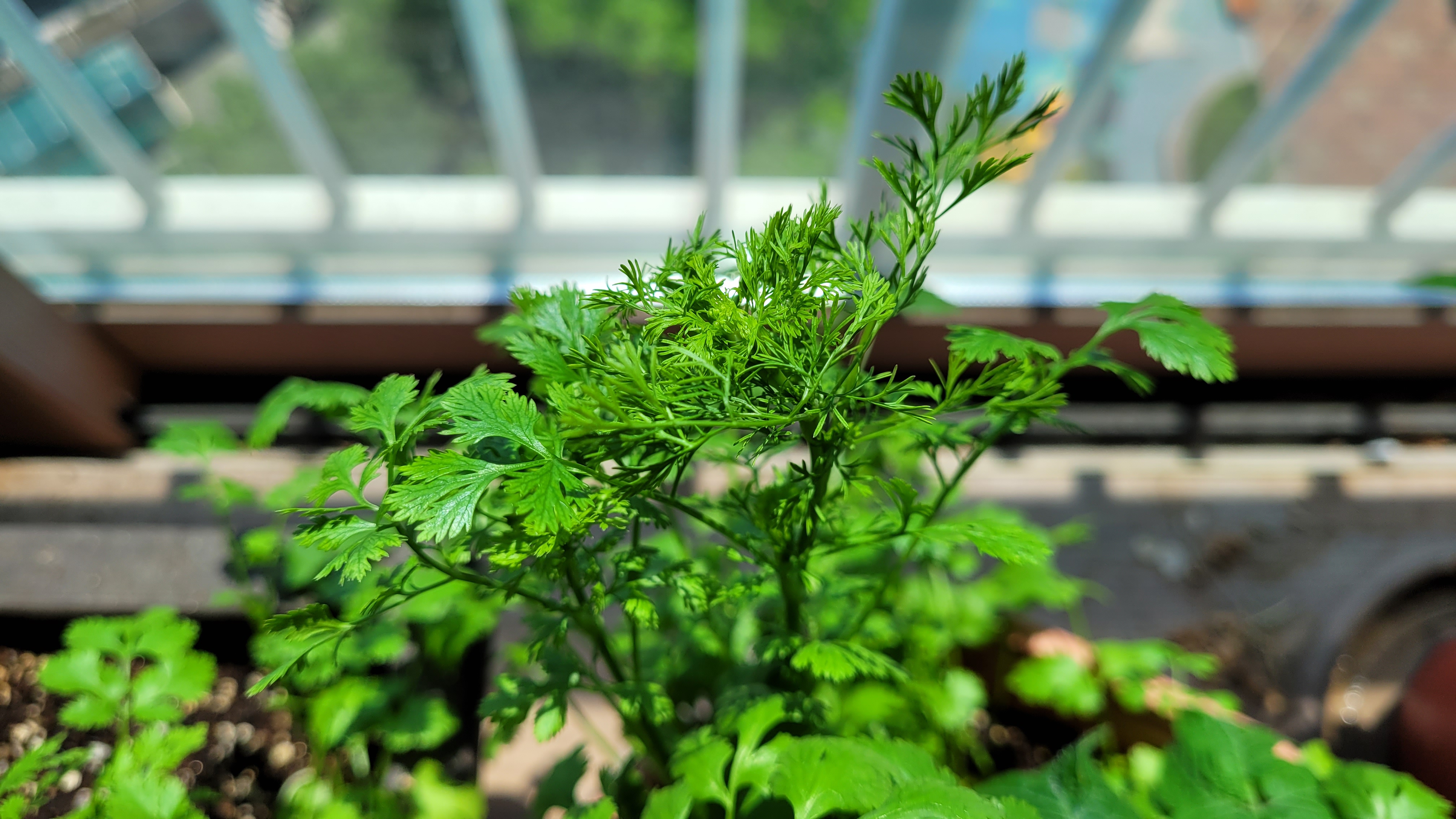 개화가 얼마남지 않은 고수