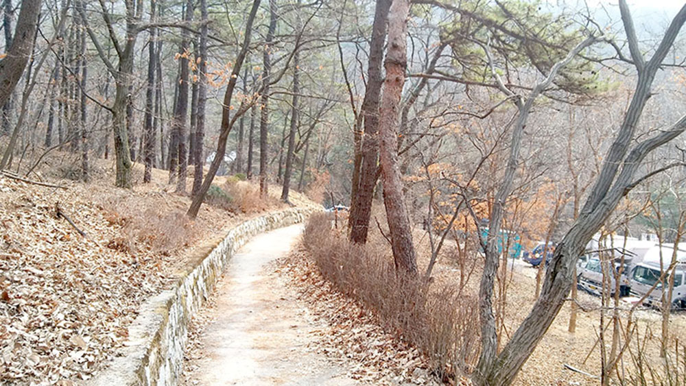 서울둘레길(SeoulTrail) 1-3코스 수락산·불암산 '유단자나무'