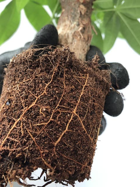 뿌리털(Root hair)의 발달이 작물 수분 흡수에 미치는 영향