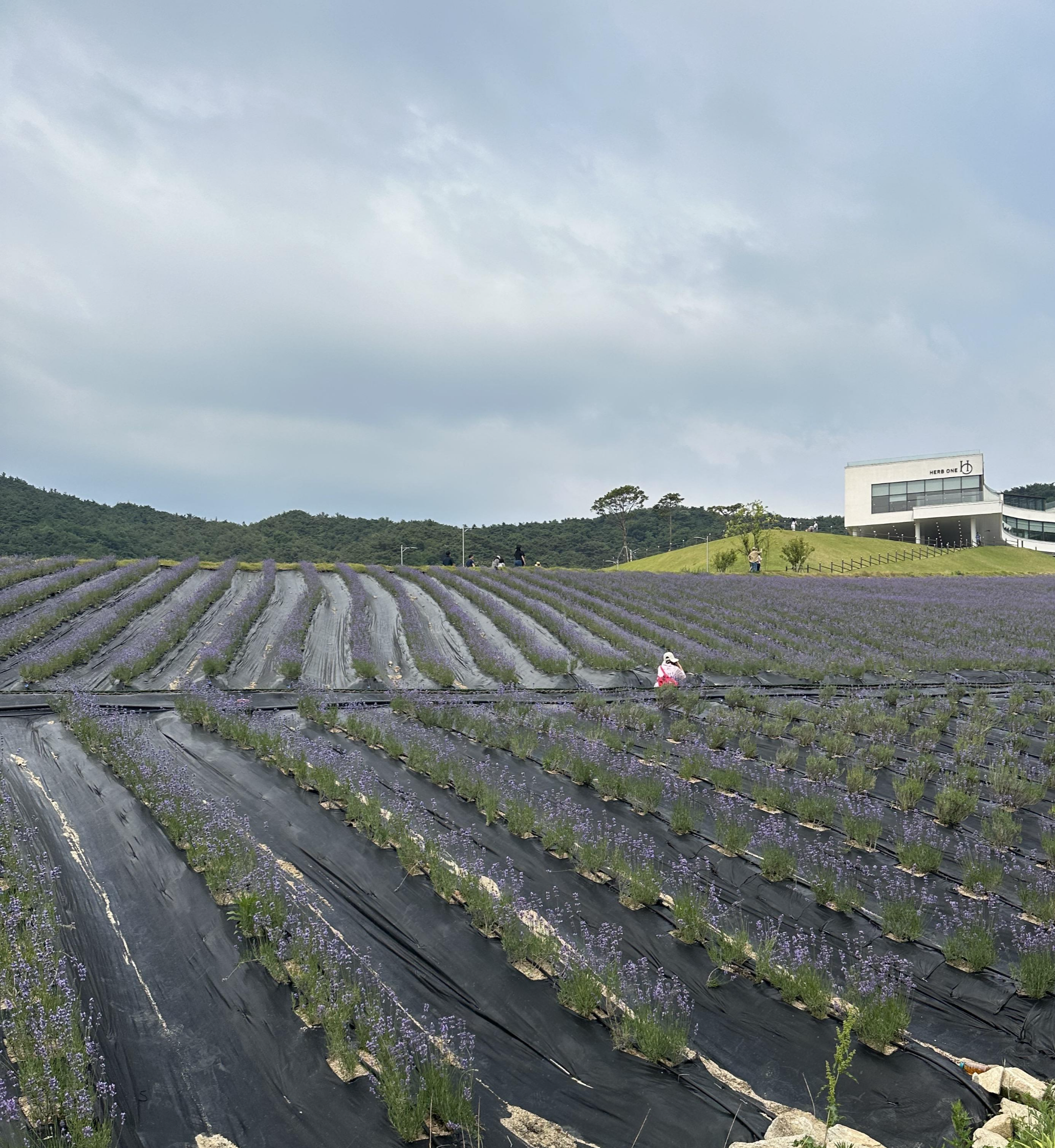 2024 정읍 허브원 라벤더 축제 
