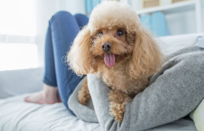 안겨 있는 강아지