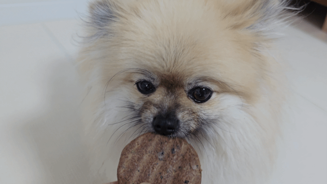 하림 강아지 동결건조 후기