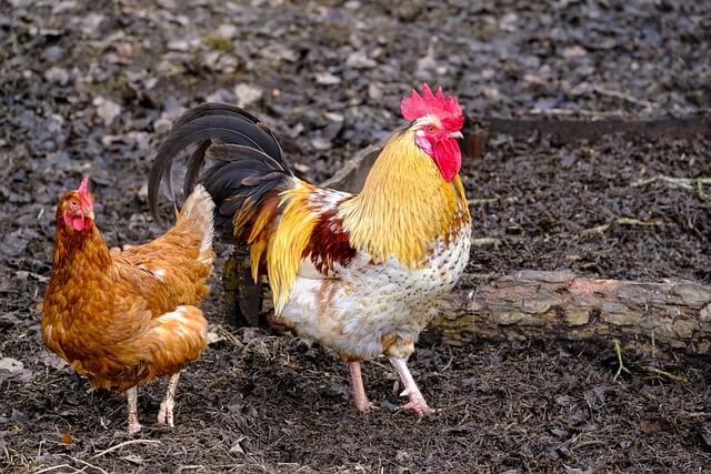 2024년 신년운세 닭띠 2월 쫙펴진 날개~
