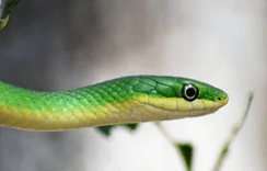 뱀을 키우는 꿈해몽