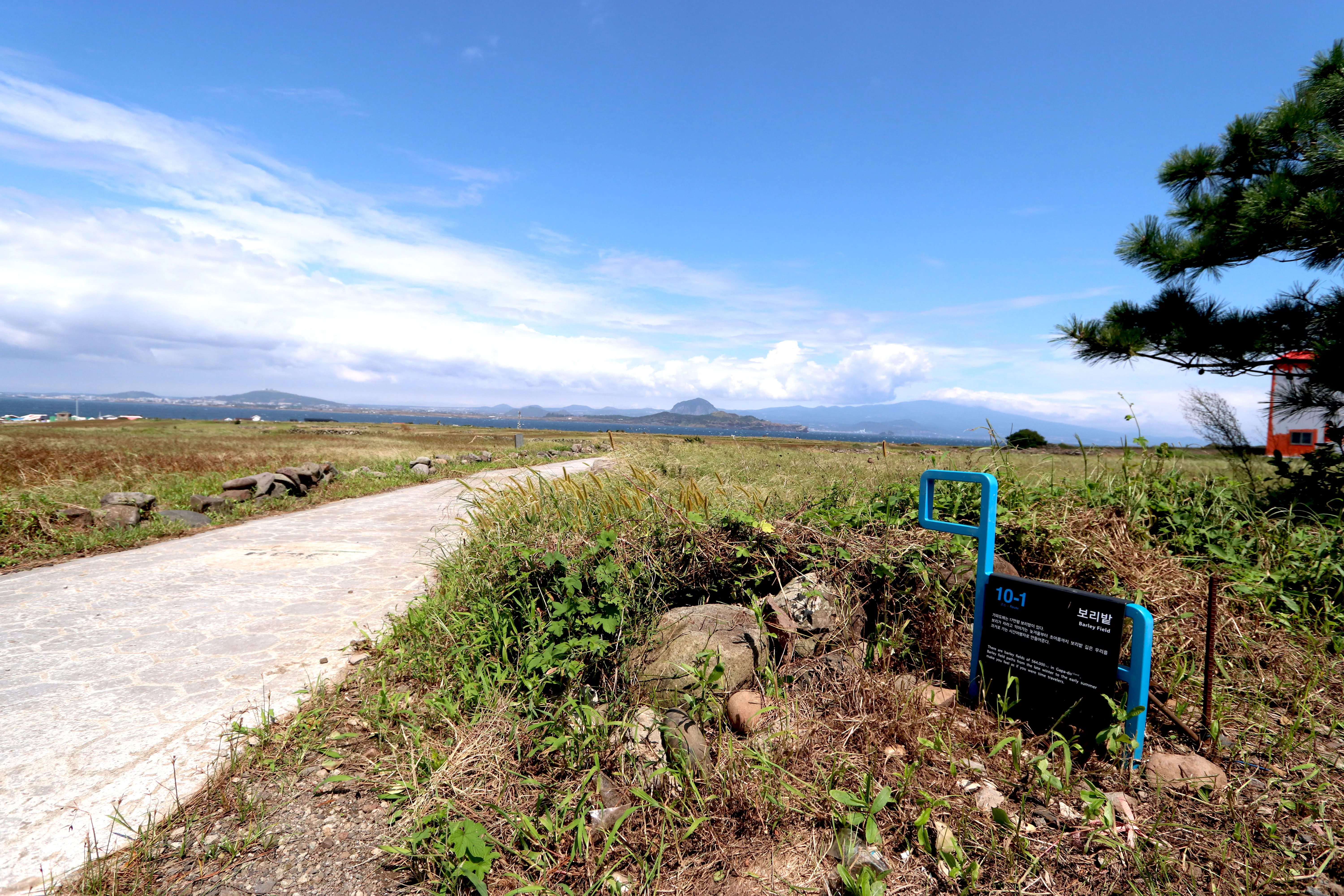 제주 올레길 10-1코스 가파도 청보리밭 전경 사진.
