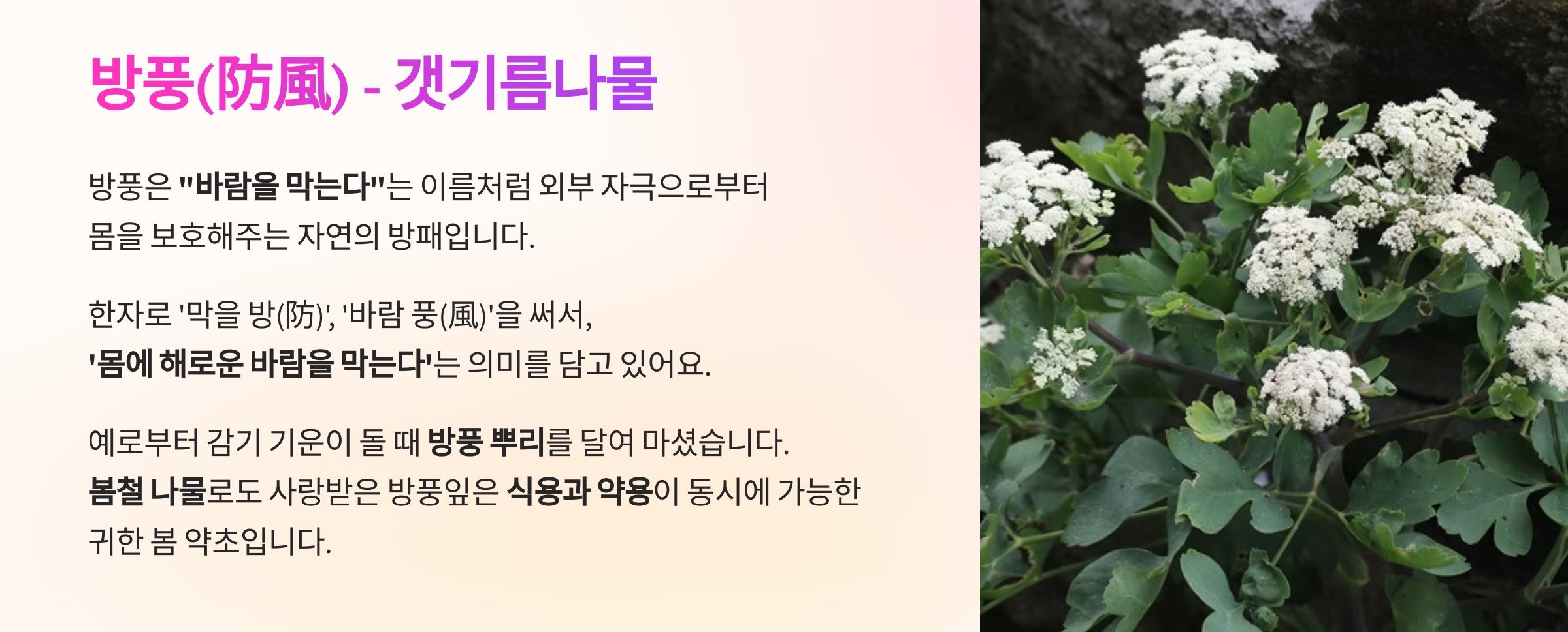 방풍(防風)