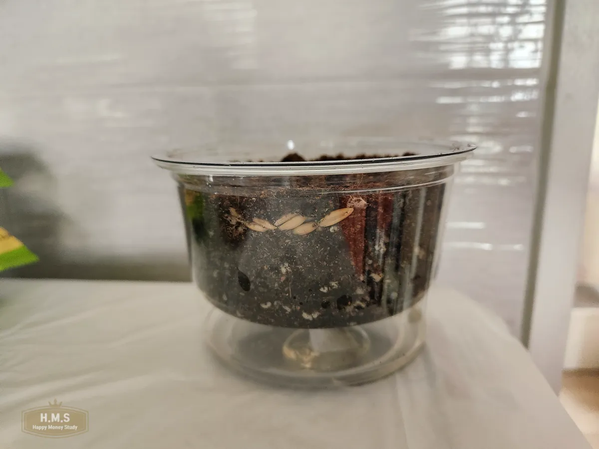 고양이-귀리-키우기-노하우-완성