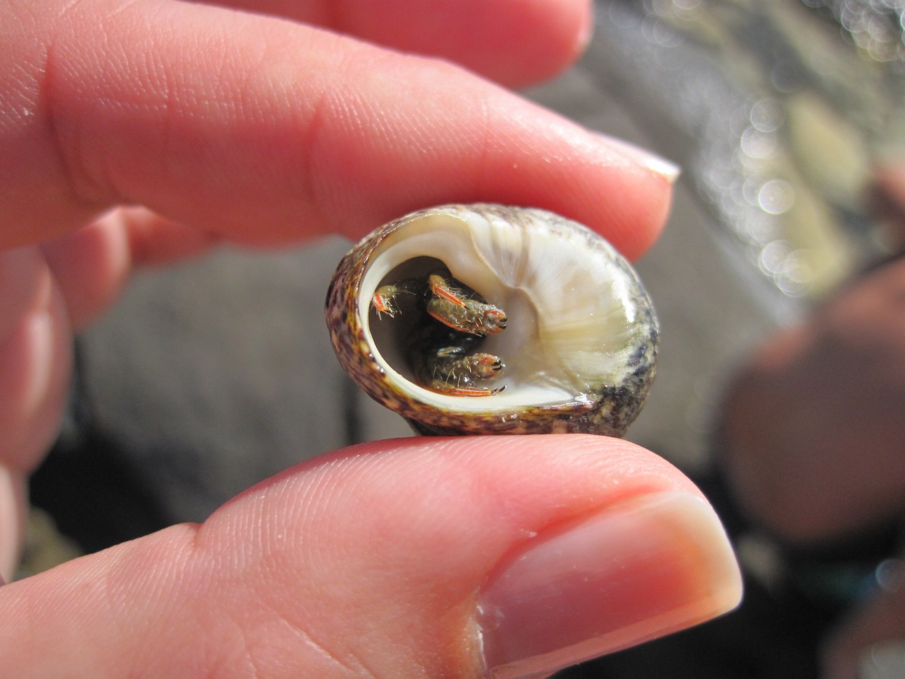 소라 맛있게 삶는 법과 꿀팁