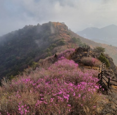 진달래꽃명소