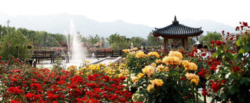 2025 곡성세계장미축제 일정&middot;장소&middot;입장료&middot;프로그램 총정리