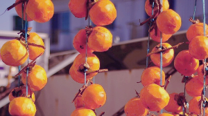 단감 보관법 신선한 유지 꿀팁