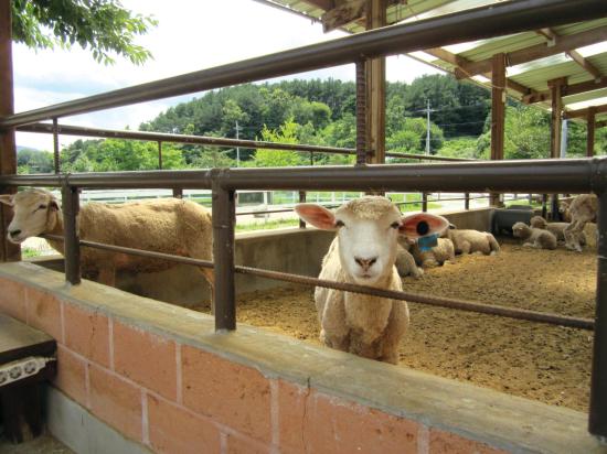서울근교 갈만한곳 당일치기 여행 양평 - 두물머리, 구둔역, 두메향기, 들꽃수목원, 서후리숲, 세미원, 쉬자파크, 양떼목장, 용문산관광지, 중미산천문대, 오르다온