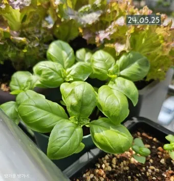 바질 재배 실내 재배 가지 치기 잎 수확_9