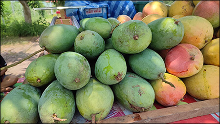 커다란 그린 망고