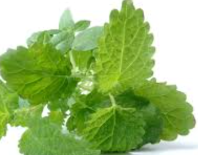 파종 전 준비해야 할 것들 3