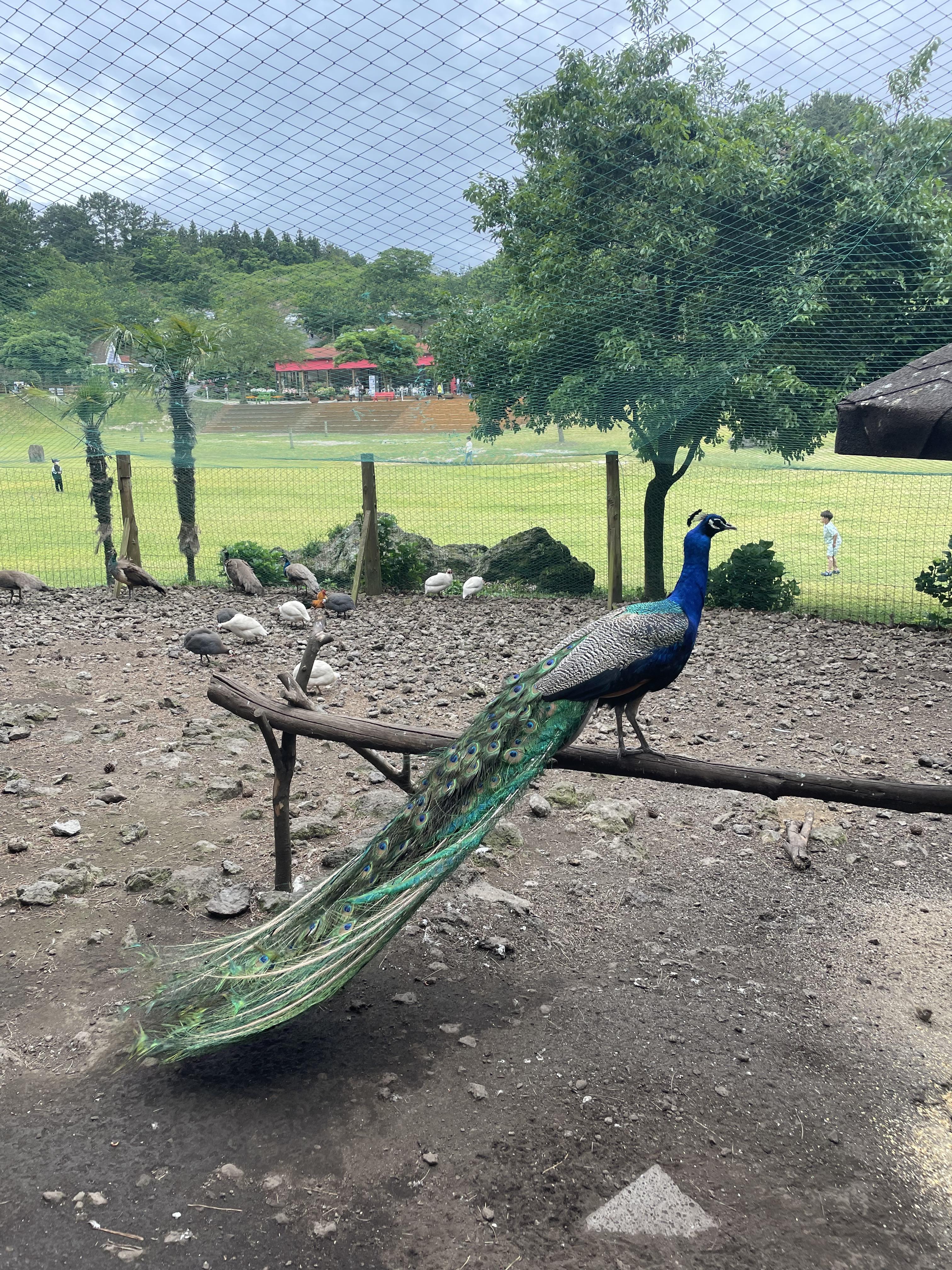 제주_애월_아이와