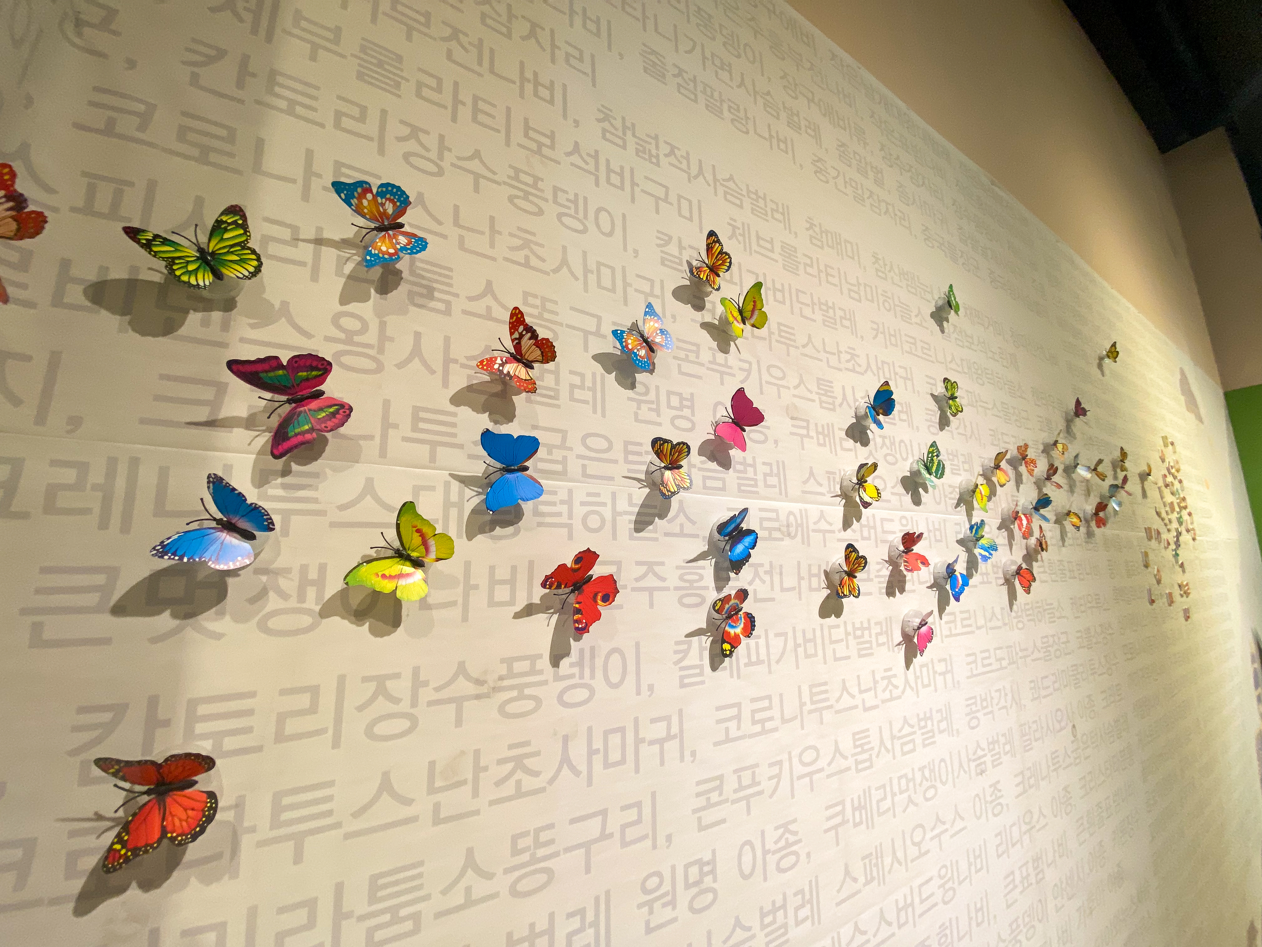 벽을 장식한 예쁜 나비들