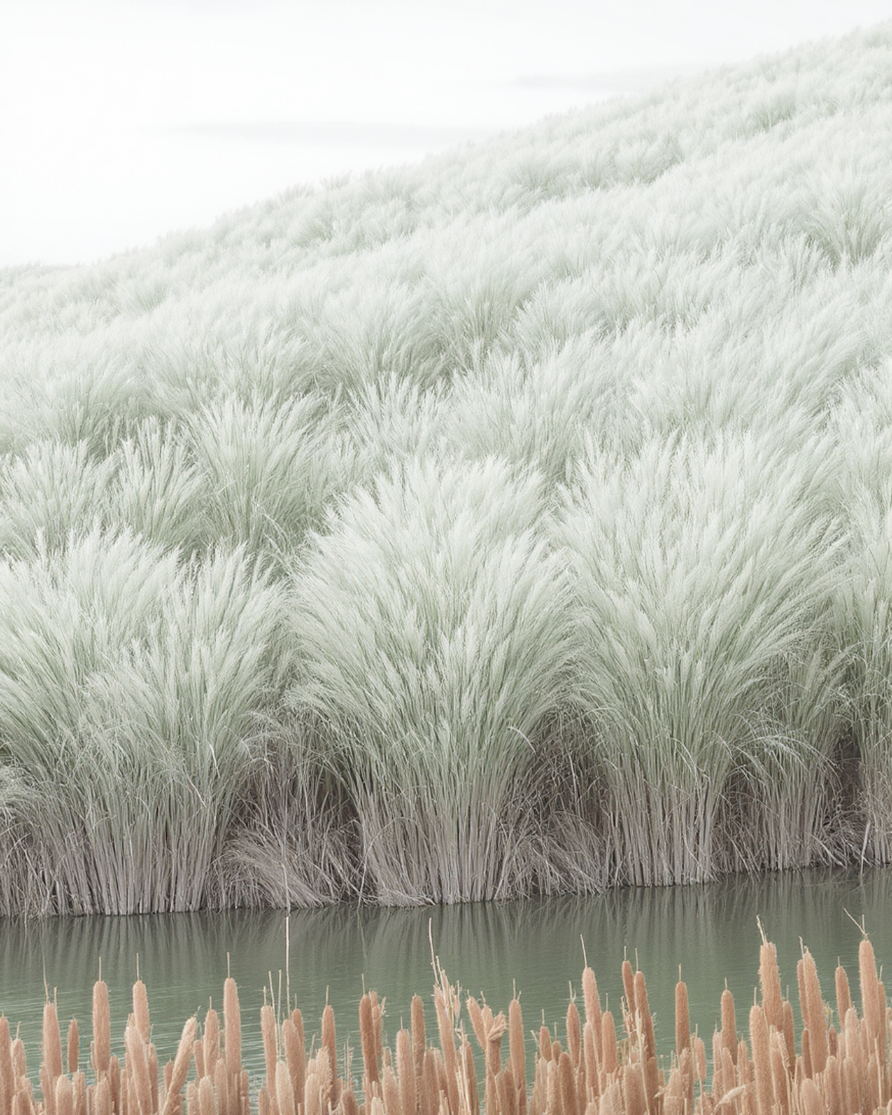 잠깐, 혹시 갈대는 아닐까요?