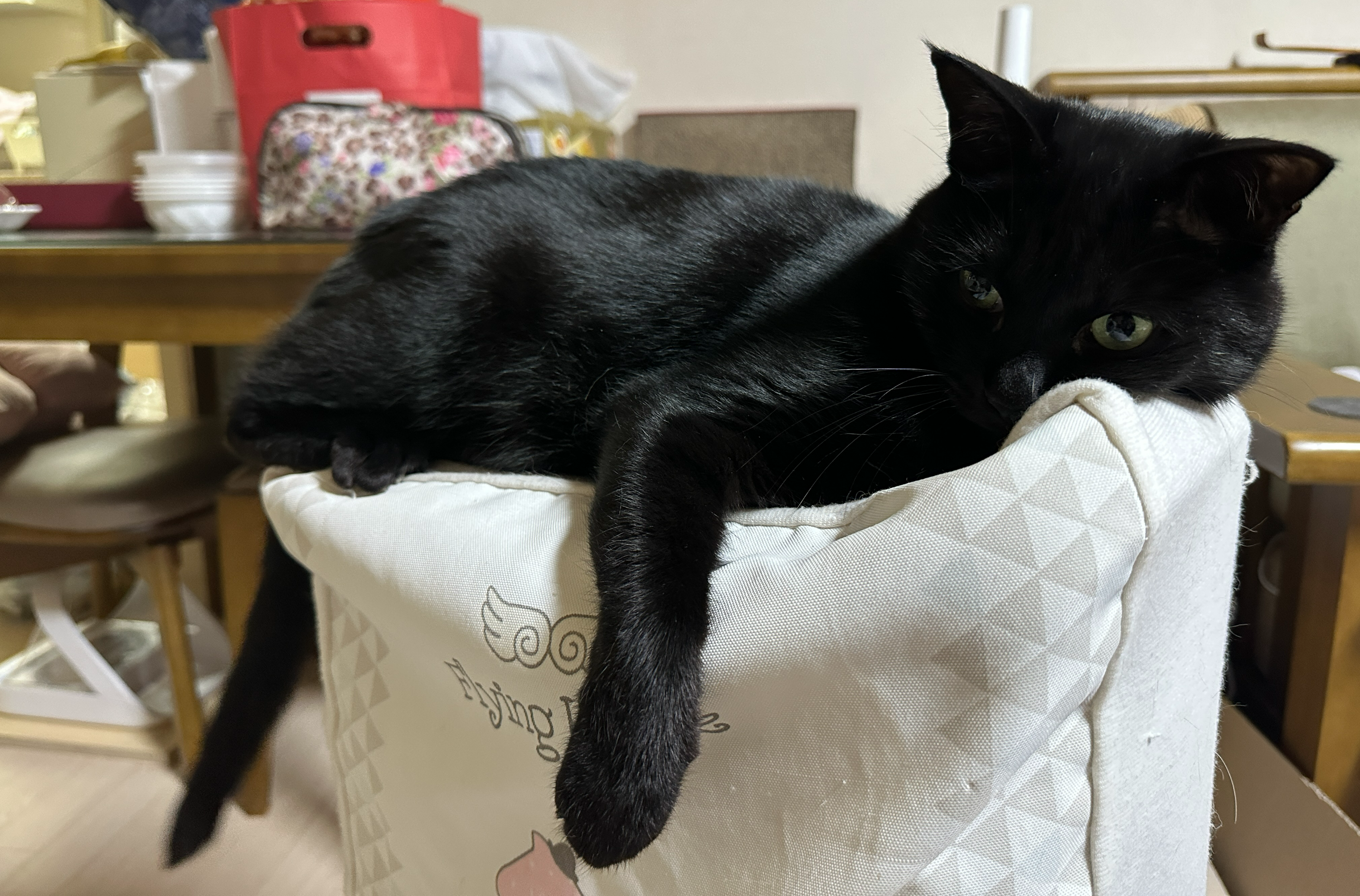 요즘 미모 폭발하는 건이의 최애 장소 (feat. 제습기 위 고양이)