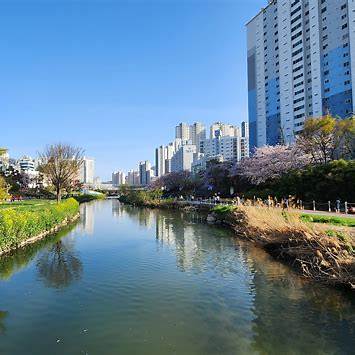 온천천 벚꽃 1