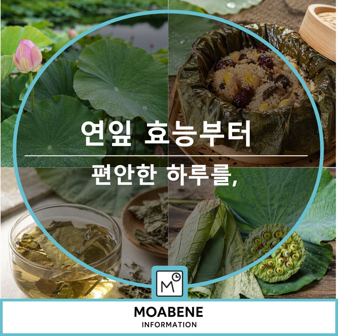 연잎 효능부터 먹는 법까지, 편안한 하루를 돕는 연잎 이야기