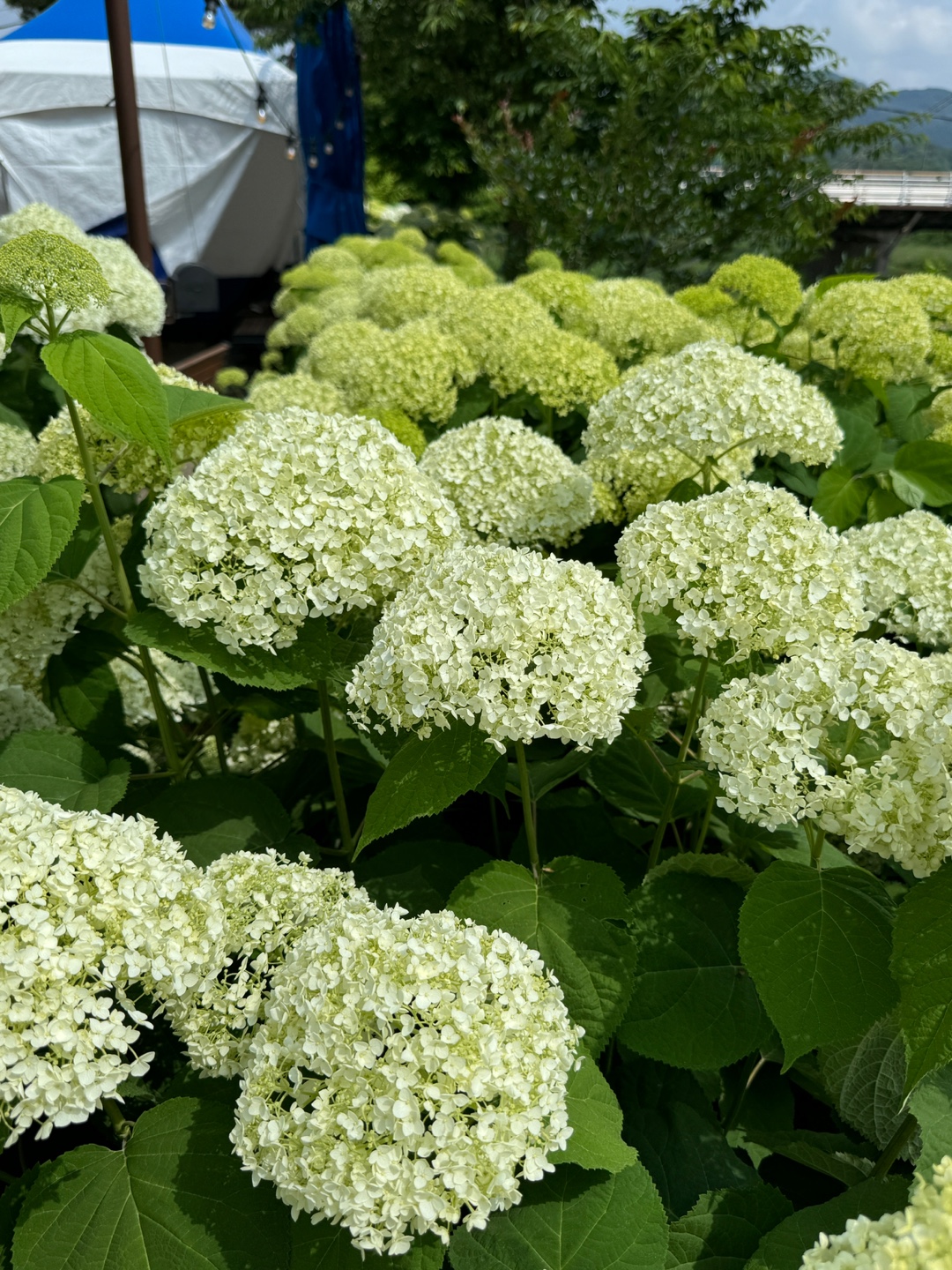 수국정원