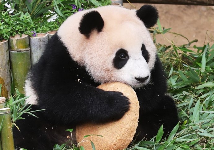 푸바오 반환 이유 근황 및 푸바오 생일 성장 영상 사진 정리