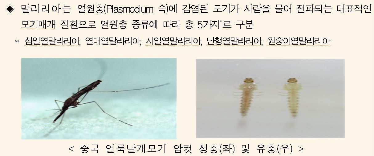 말라리아 열원충의 종류