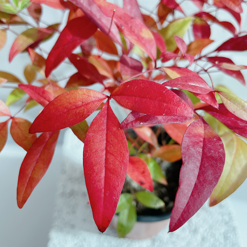 남천나무-병충해-관리법