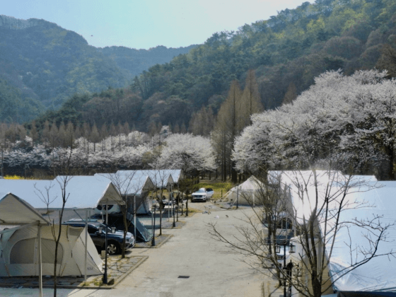 꽃구경 가볼만한 곳