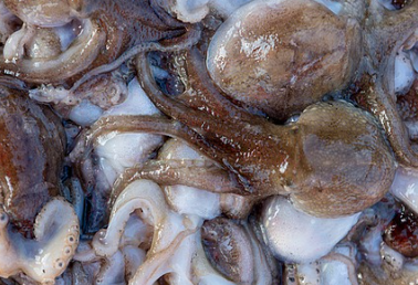 서천 동백꽃 주꾸미축제