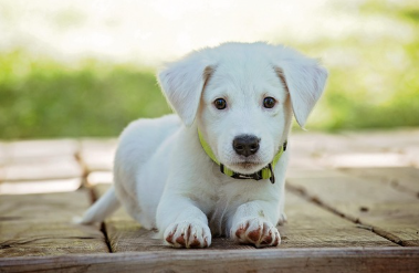 강아지 종합검진관련사진