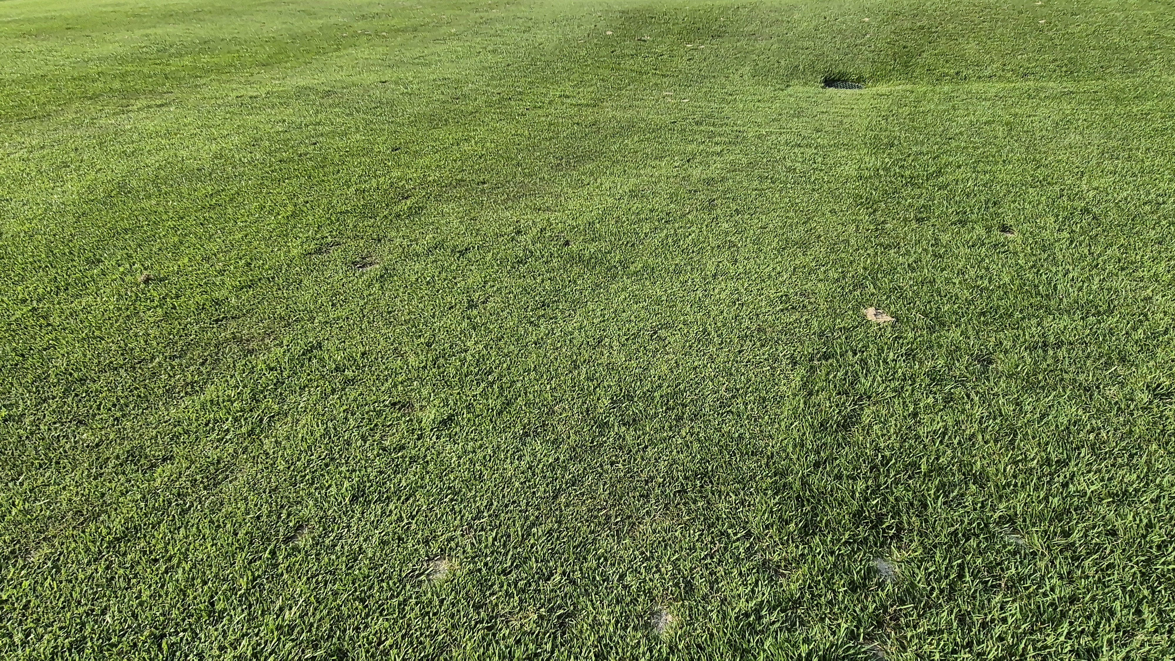 대영힐스cc 청-력 코스 라운드 후기