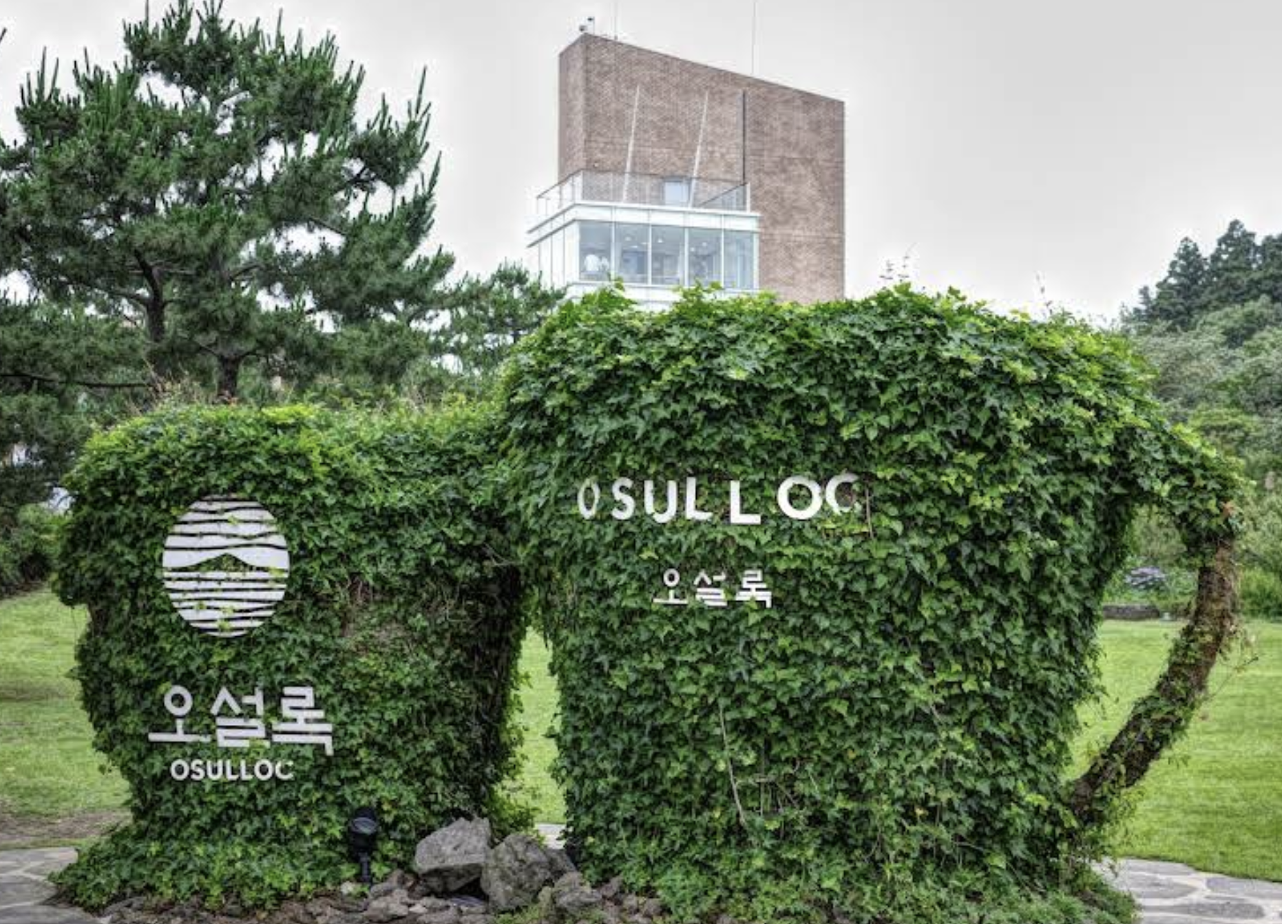 오설록 티 뮤지엄: 초록빛 녹차밭과 현대미술