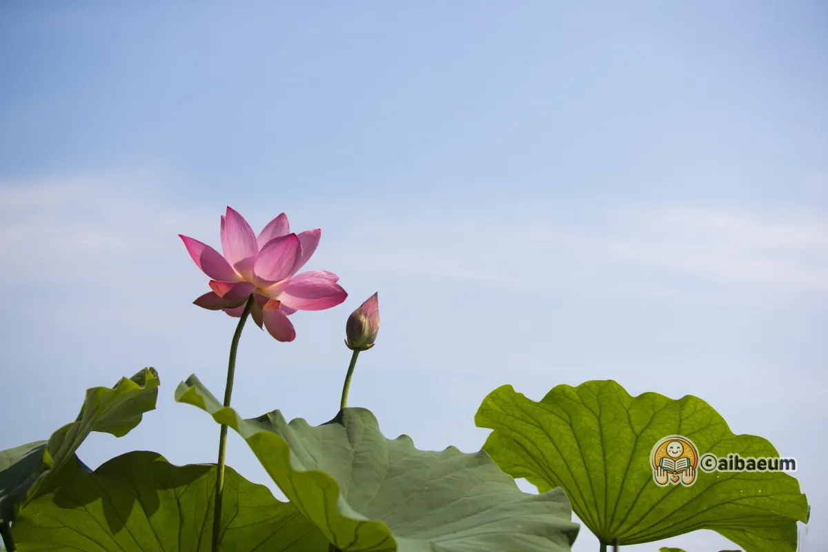 연밭에-연꽃이-피어있다