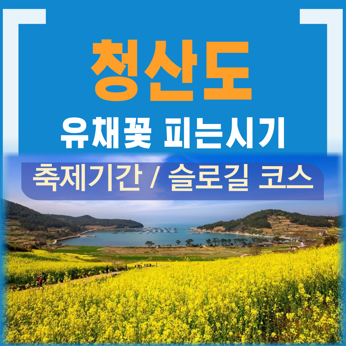 청산도 유채꽃 피는시기