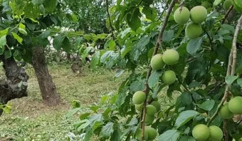 매실 수확시기 중부지방 남부지방 광양 지역별 정리_23