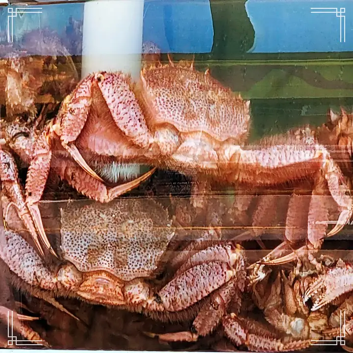 생활의달인 대게 손질 달인 맛있는 대게찜 대게요리 전문점 은둔식달 부산 기장 맛집 정보