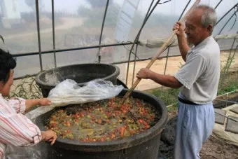 액비 희석비율 주기맞추기 잎색개선 안전한 급수 방법_5