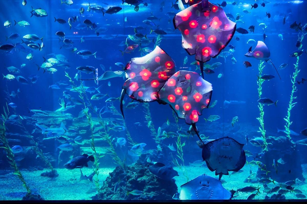 아쿠아플라넷 제주 – 아이들과 하루를 보내기 충분한 실내 명소