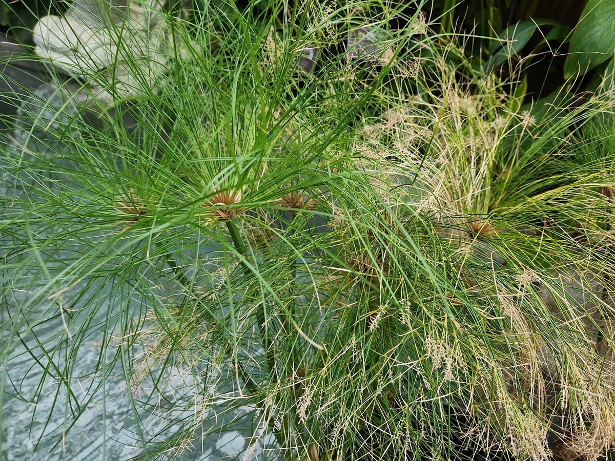 파피루스 Papyrus