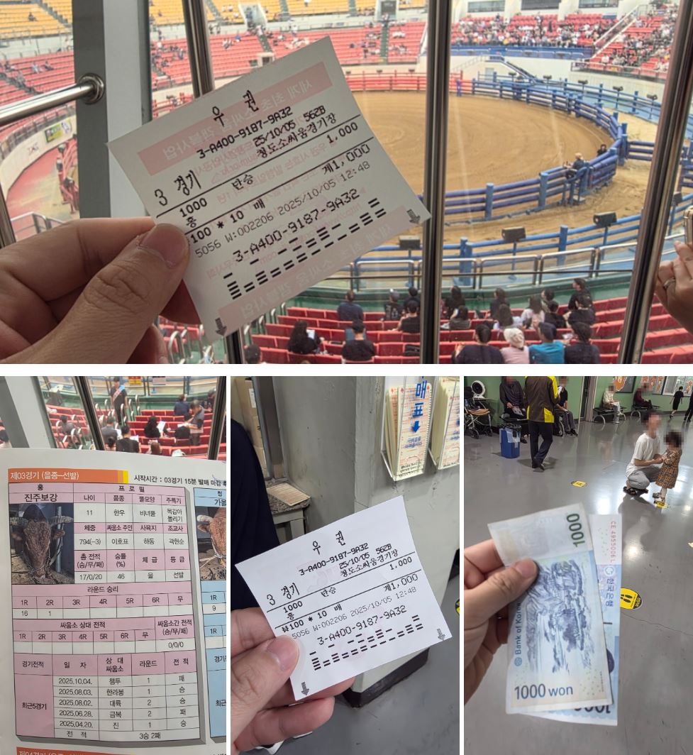 청도 소싸움 경기장