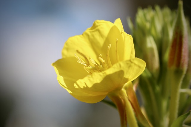 달맞이꽃종자유4