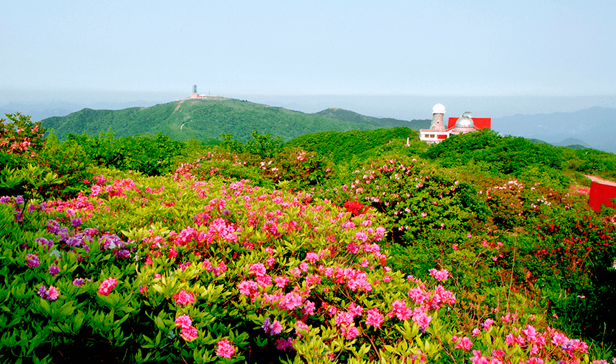 소백산 철쭉축제