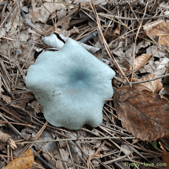 하늘색 깔때기버섯