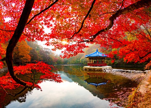 내장산-단풍축제