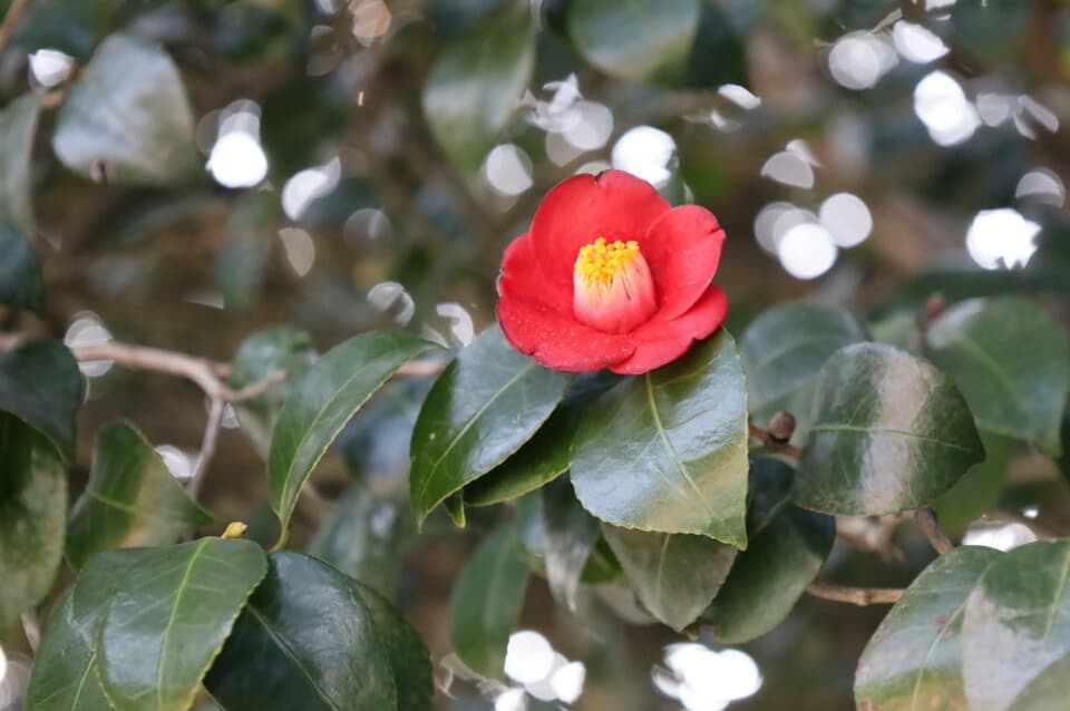 [4월 축제]사계절의 모습이 다 아름다운 고창 선운사❘동백꽃, 홍매화 사진 이벤트