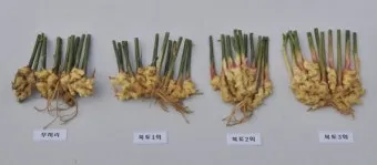 생강 재배 씨눈 맞추기 보온 피복 수확 건조_12